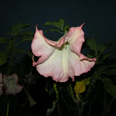 別荘 Mare & Mirice -